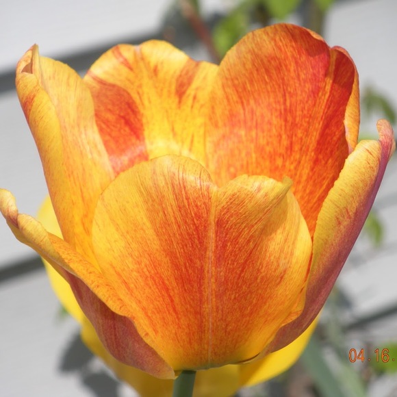 Meet your Posher, Melinda - Picture 1 of 1